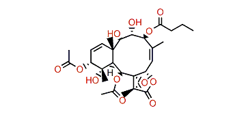 Briarlide K